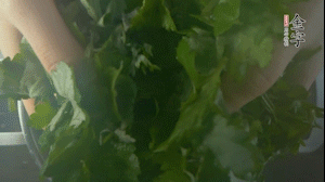 【面皮】1.鍋中水開時(shí)，放挑揀好的艾草和一撮小蘇打，第一遍煮開后倒掉，重新加水大火煮開后，小火煮1小時(shí)。煮爛的艾草用紗布瀝干。